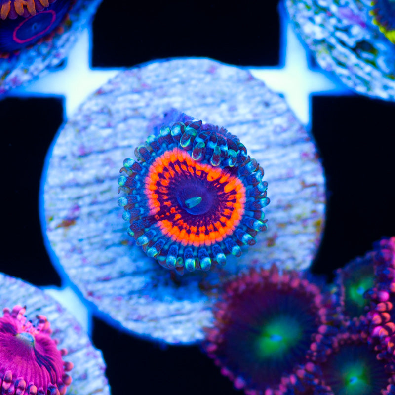 OG Devils Armor Zoanthids #1