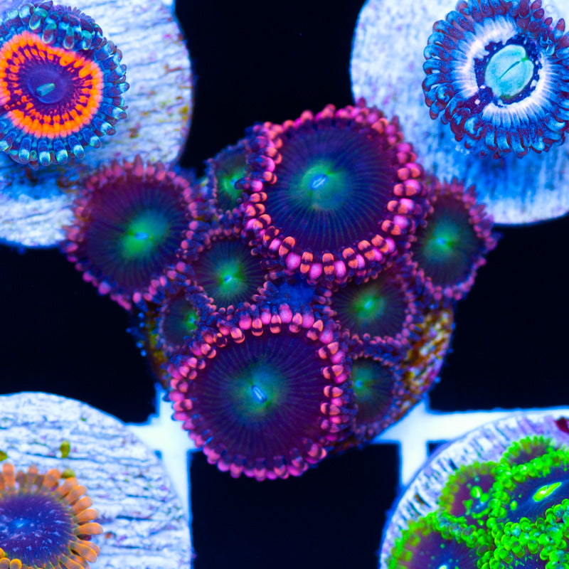 CC Rock Candy Zoanthids