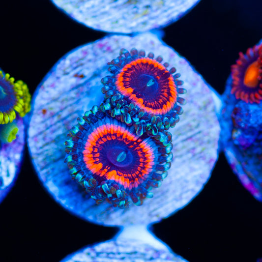 OG Devils Armor Zoanthids #2
