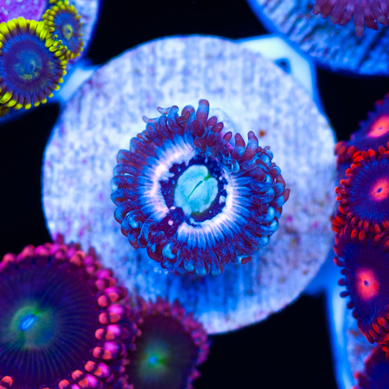 CC Pink Constellation Zoanthid