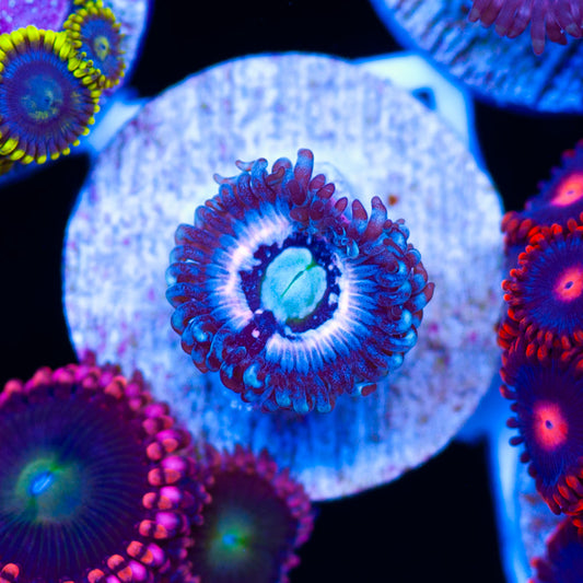 CC Pink Constellation Zoanthid