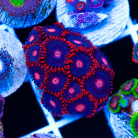Clementine Zoanthids