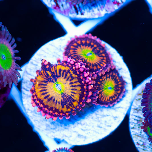 Pixie Dust Zoanthids