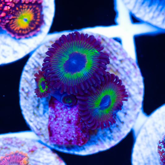 WWC Bob Marley Zoanthids