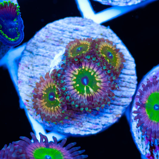 CK Monsters Inc Zoanthids