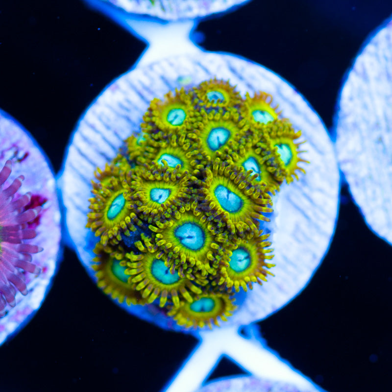 OG Pikachu Zoanthids