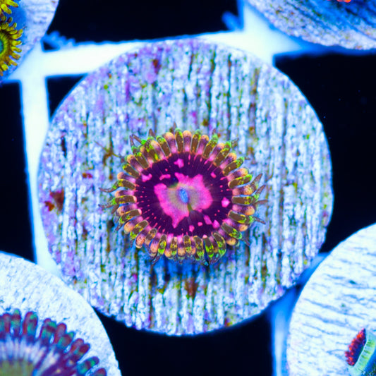 Big R Space Chaos Zoanthid #1