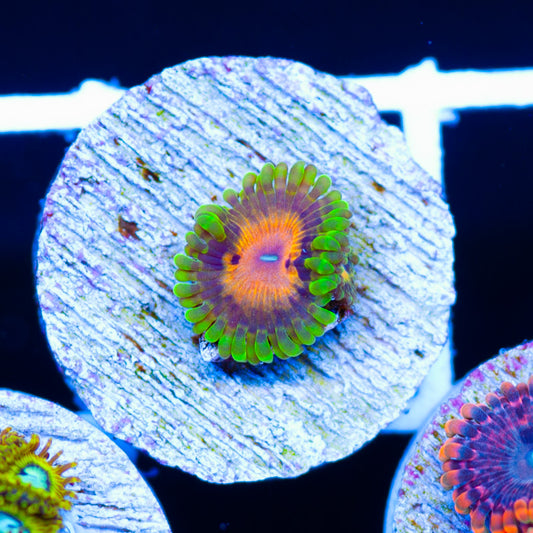 SBB Marvin the Martian Zoanthids #2