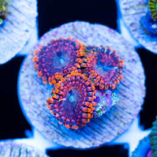 Fairy Fart Zoanthids
