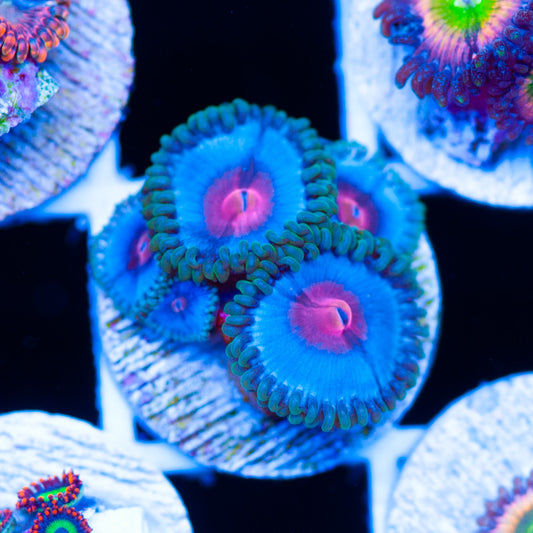 CC Miami Vice Zoanthids
