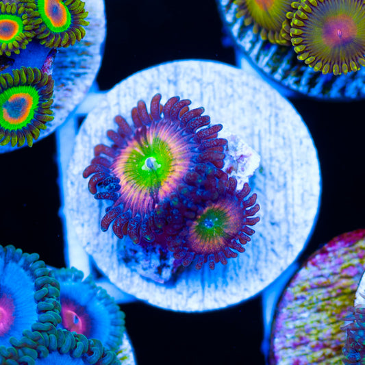 Raptors Rainbow Zoanthids