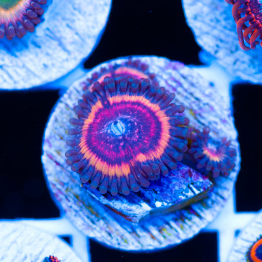 CC Bloodsucker Zoanthids