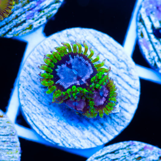 WWC Purple Monster Zoanthids
