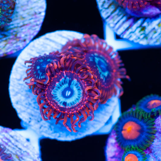 OG Utter Peace Zoanthids