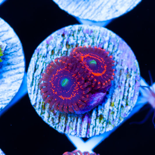 WWC Illuminatti Zoanthids