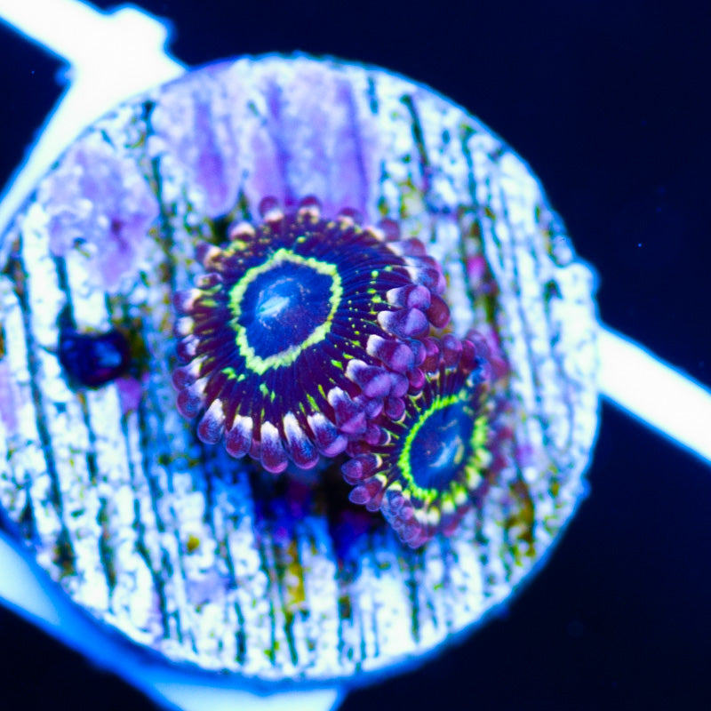 Stratosphere Zoanthids