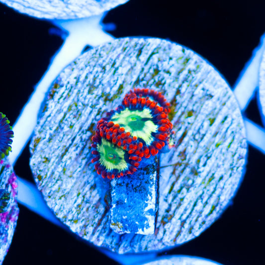 CC Chemical Romance Zoanthids