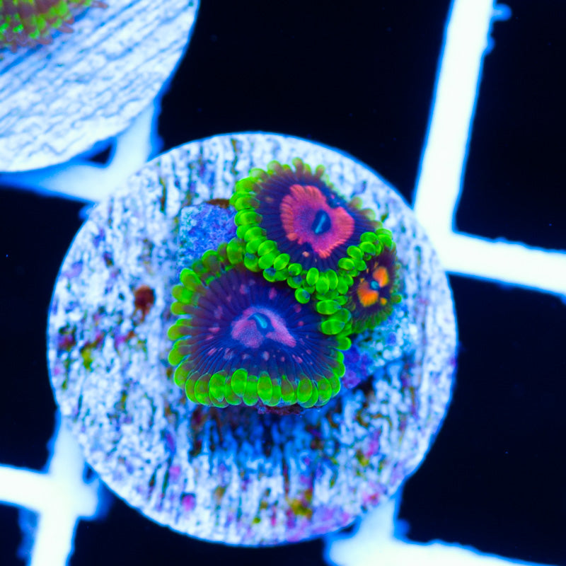 CC Scarlet Fever Zoanthids