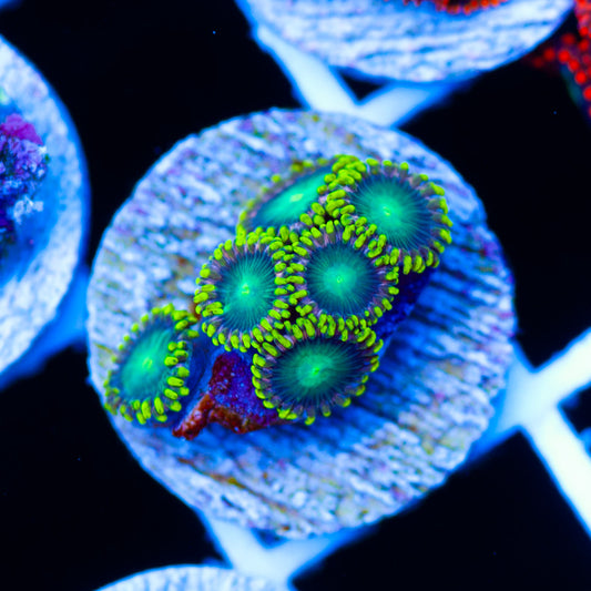 Jeffs Tropical Punch Zoanthids