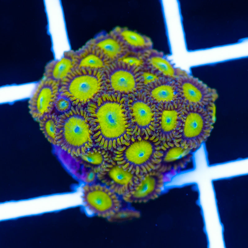 OG King Midas Zoanthids