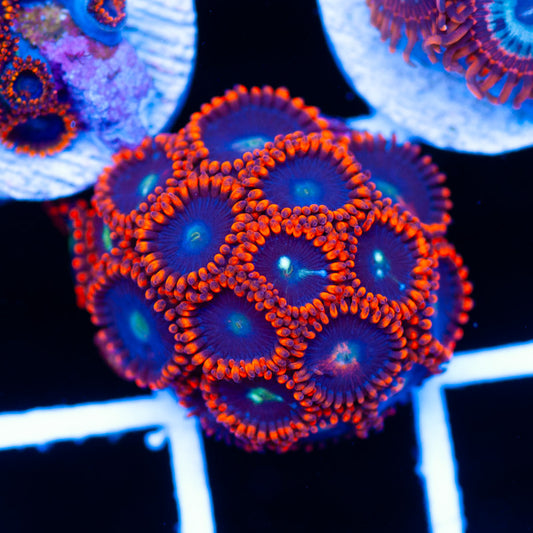 Ring of Fire Zoanthids