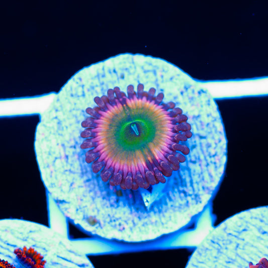 CB Rainbow Infusion Zoanthid #2