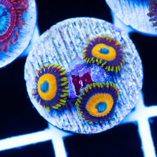OG Scrambled Egg Zoanthids #2