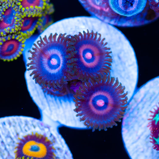 JF Punch Drunk Zoanthids