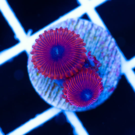 Magician Zoanthids