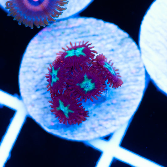 Lazys Chrysantemum Zoanthids