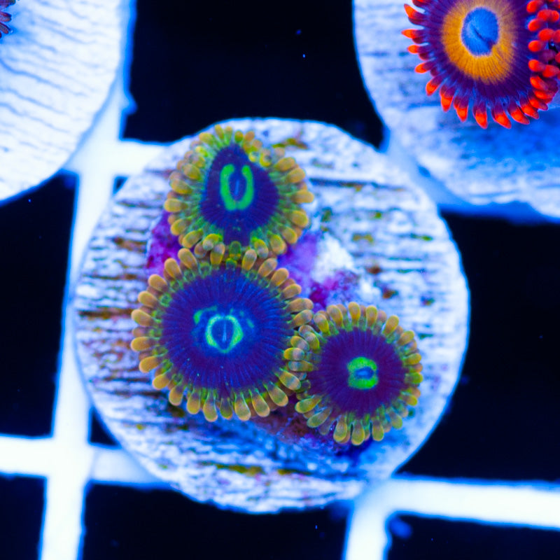 OG Yoda Zoanthids