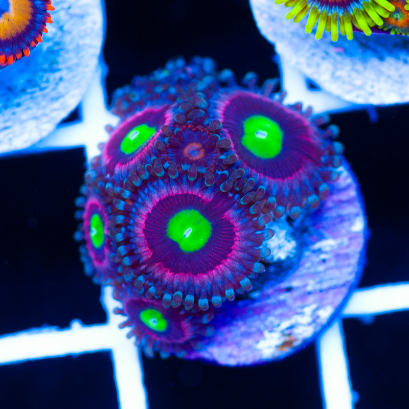 WWC Bubblicious Zoanthids