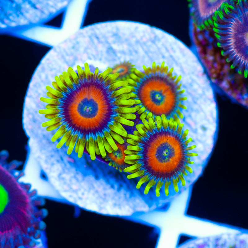CC Everlasting Sunshine Zoanthids