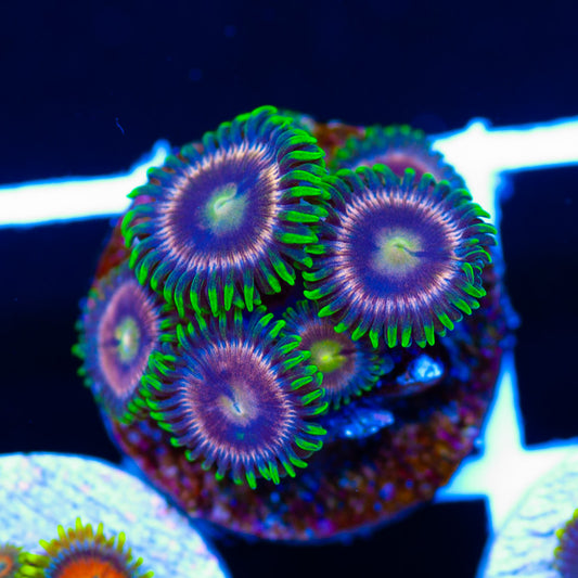 CC Raspberry Lime Zoanthids #2