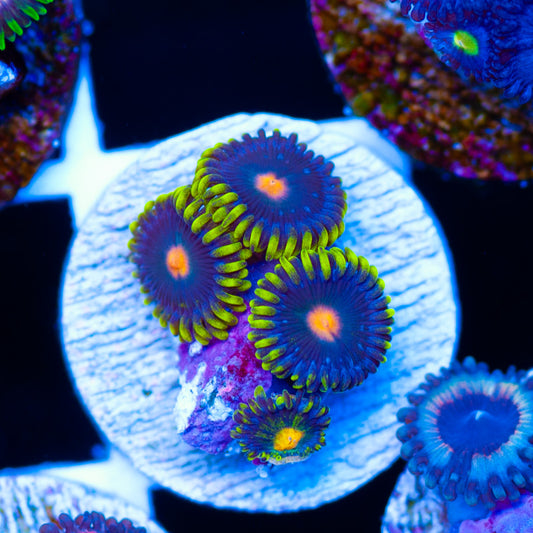 CC Yellow Skirt Zoanthids