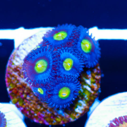 WWC AOI Zoanthids #2
