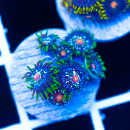 JF Stargazer Zoanthids