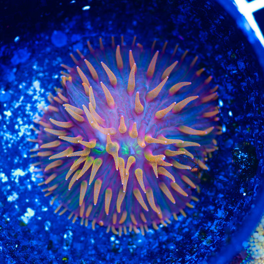 CC Flame Tip Diaseris Plate