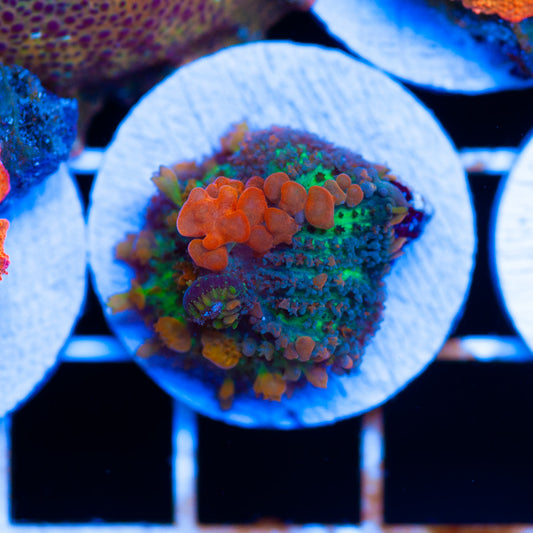 Sunkist Bounce Mushroom