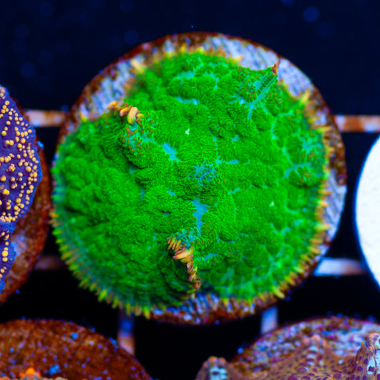Ring of Fire Rhodactis Mushroom