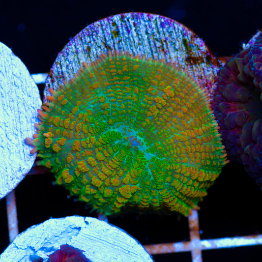 Baby Tequila Sunrise Mushroom