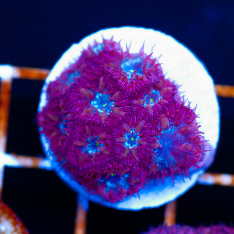 JF Knockout Blastomussa Merletti