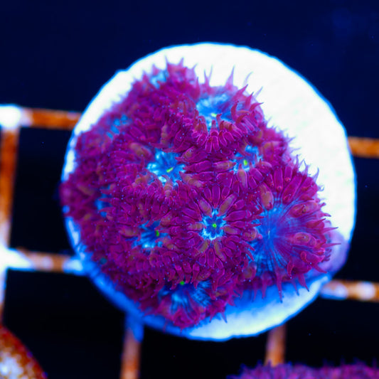 JF Knockout Blastomussa Merletti