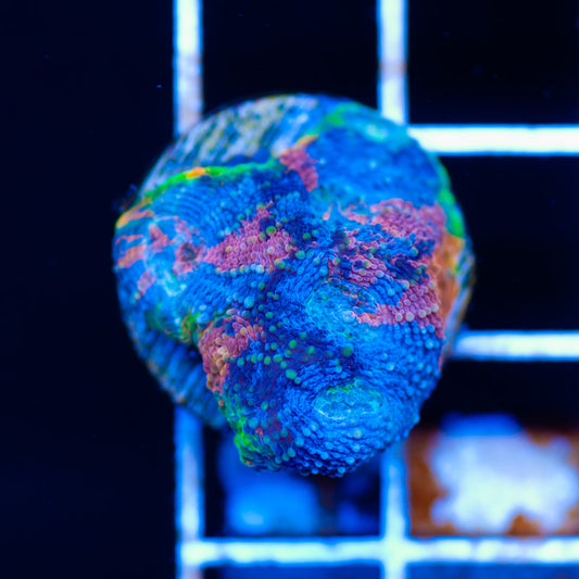 Rainbow Acan Echinata