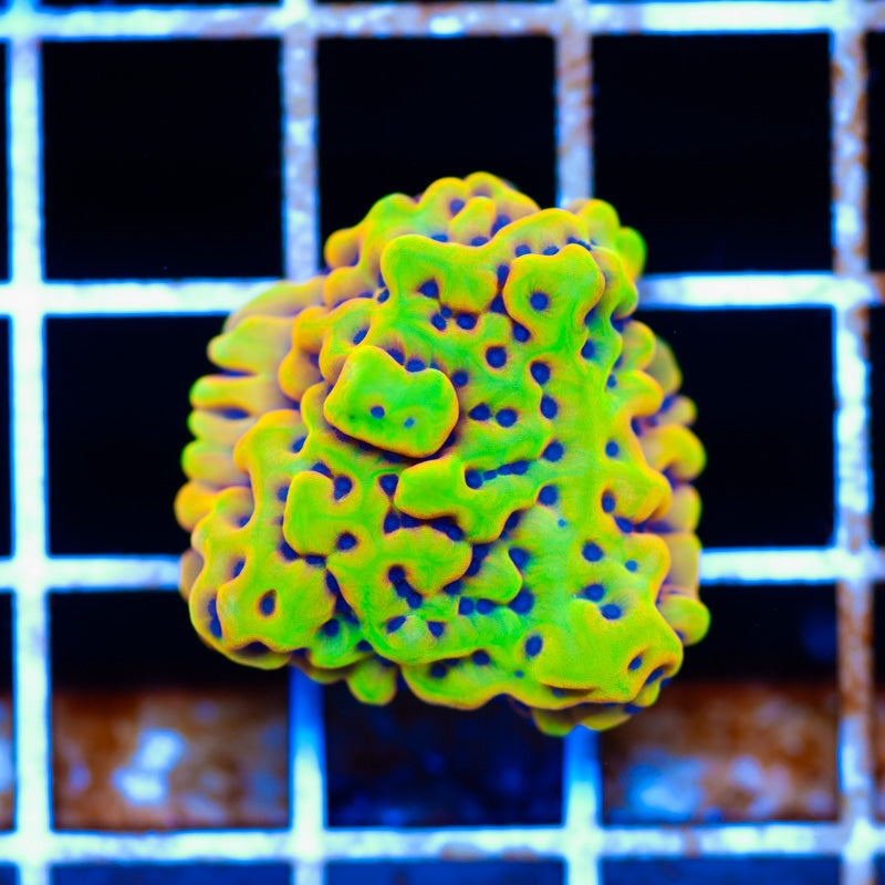 RR Crazy T Montipora