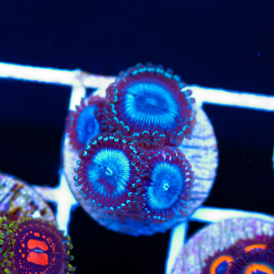 Frozen Armageddon Zoanthids