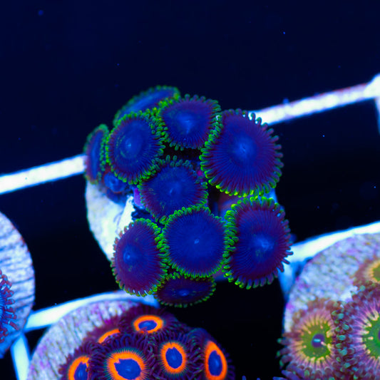 ARC Joker Zoanthids