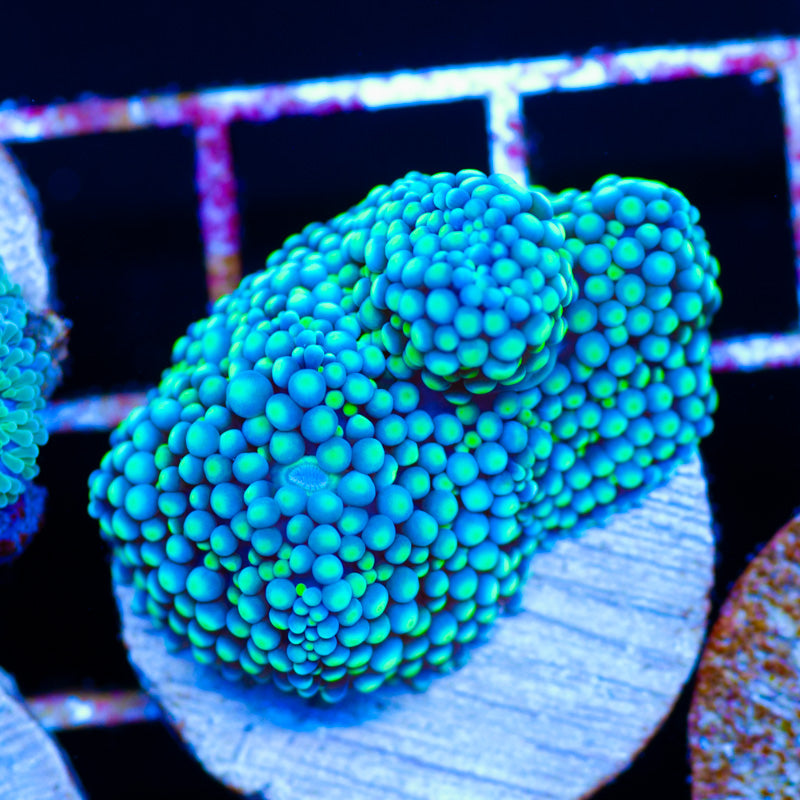 Bubble Bleu Green Ricordea