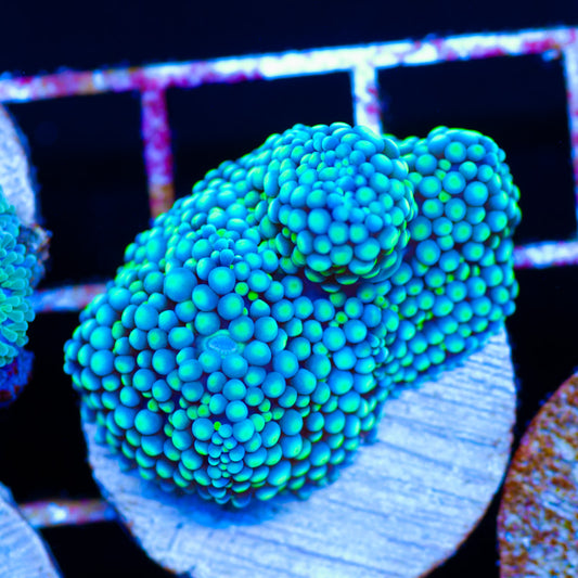 Bubble Bleu Green Ricordea