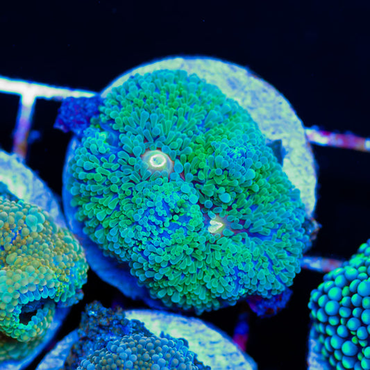 Green Alien Goo Ricordea